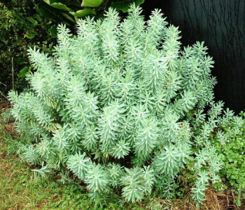 thumbnail Euphorbia glauca-419
